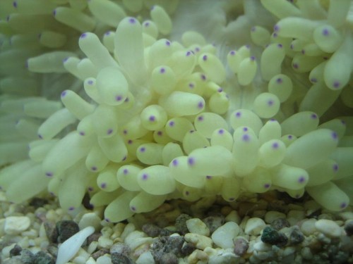 closeup på anemone