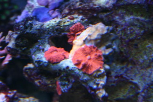 Billede 121 (Small).jpg