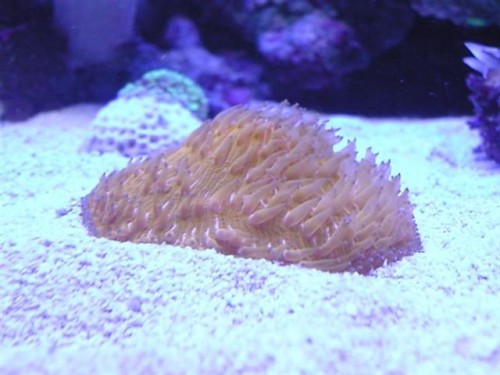 fungia en suten en (Medium) (Small).JPG