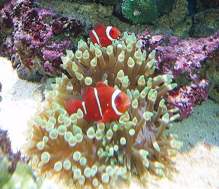 2 stk. Premnas biaculeatus i anemone.