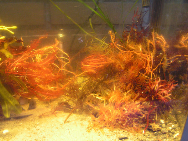 De røde stængler er vintertilstanden af blodrød ribbeblad.
<br />Til højre lidt Carrageentang.
<br />Ålegræsset står i potten bagved.