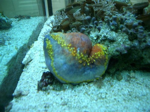 Lukket men ellers hård og pæn