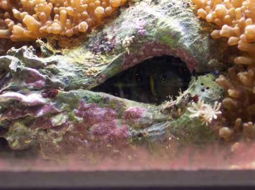 Her er hunnen i sin muslingeskal.