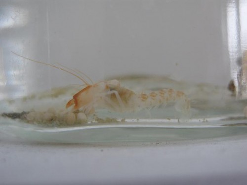 IMG_2337.JPG (25.61 KiB) Vist 3034 gange kunne ikke lige få et bedre billede:)