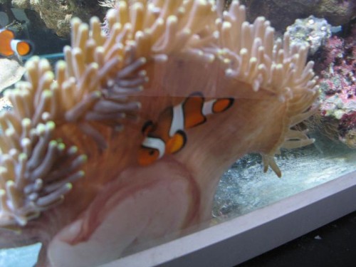 lige et billede af min anemone og kloven hun:)