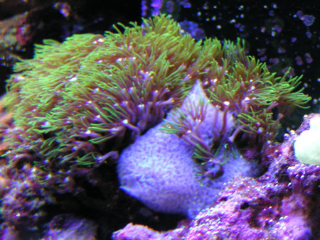 forum pic13.jpg