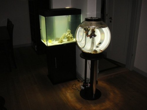 Mit 60L Biorb VS. 120L Juwel Lido