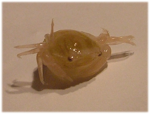 krabbe1.jpg