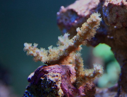 Fin acropora som desværre havde RTN da jeg købte den ved forhandleren. Nu står den dog fint, og er begyndt at vokse :)