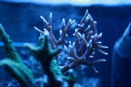 DPP_0005.JPG