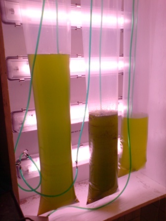 Microalgeproduktion KC Nannochloropsis.JPG