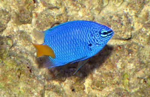 Gulhalet Damsel