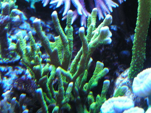 forum pic 92.jpg