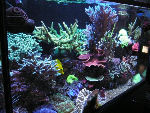 forum pic 91.jpg