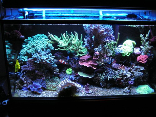 forum pic 98.jpg