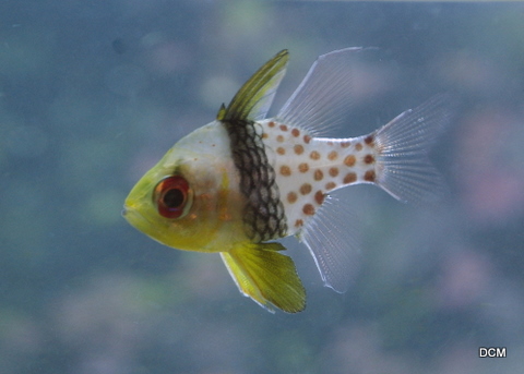 _IGP8286.JPG