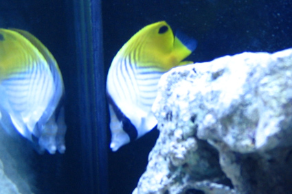 6 uger - ny fisk.jpg