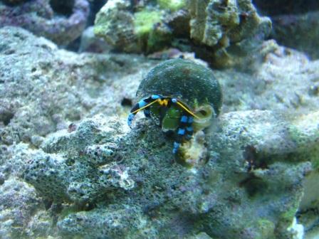 En motherfucker stor eremit!