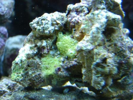 Hva er dette? En svamp?