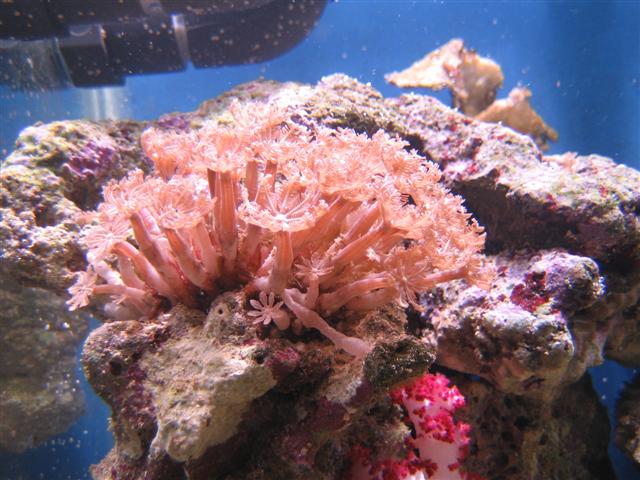 IMG_0444 (Small).JPG