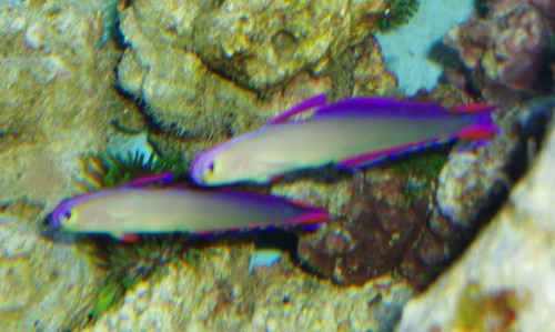 Nemateleotris decora.JPG