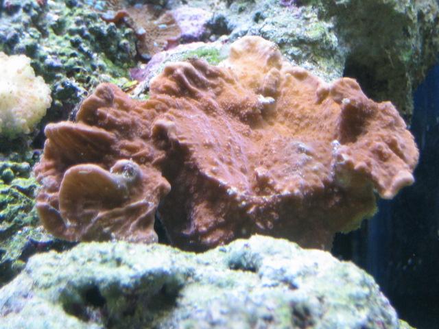 Montipora (Small).JPG
