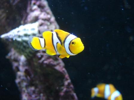 akvarie28.03 (7).JPG