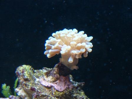 akvarie28.03 (16).JPG