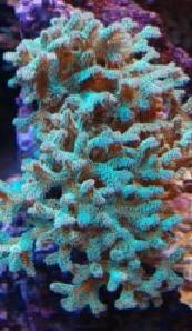 Hvad er navnet på denne.JPG