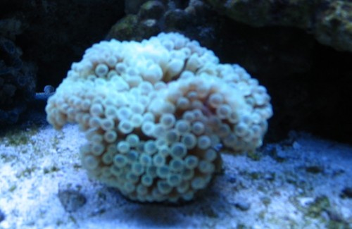 8 uger - anemone.jpg