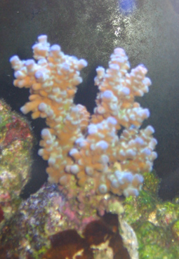 8 uger - acrofylia.jpg