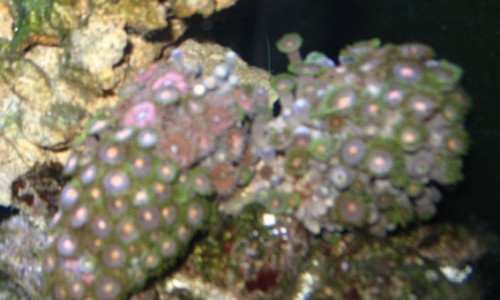 8 uger - ny koral.jpg