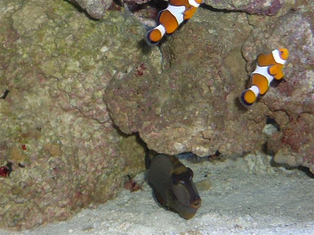 Naso (Small).JPG