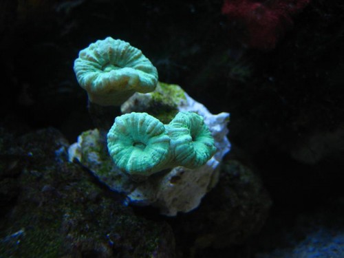 akvarie 37L 068.jpg
