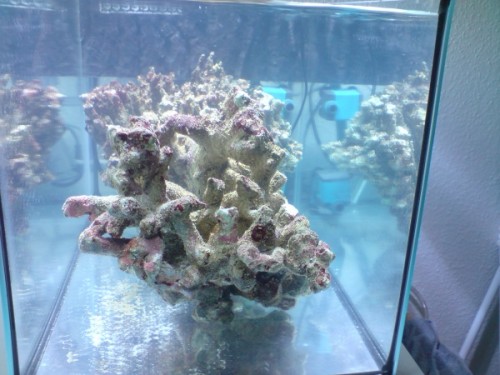 akvarie 4.jpg