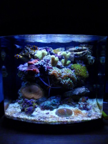 P3250367 (450 x 600).jpg