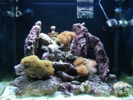 akvarie050409 (3).JPG