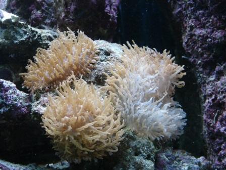 akvarie050409 (6).JPG