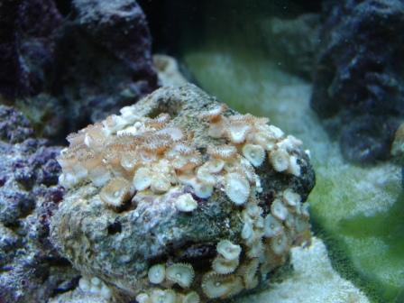 akvarie050409 (9).JPG