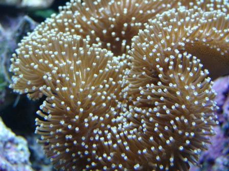 akvarie050409 (12).JPG