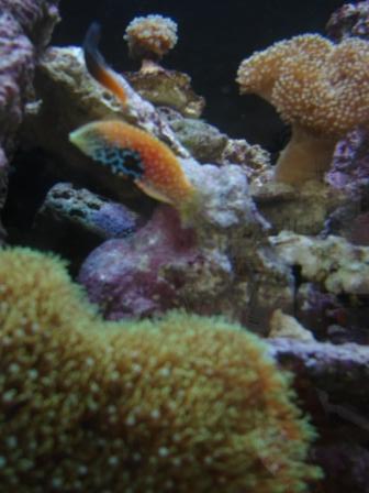 akvarie050409 (23).JPG