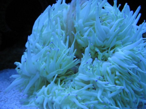 Anemone 1.jpg
