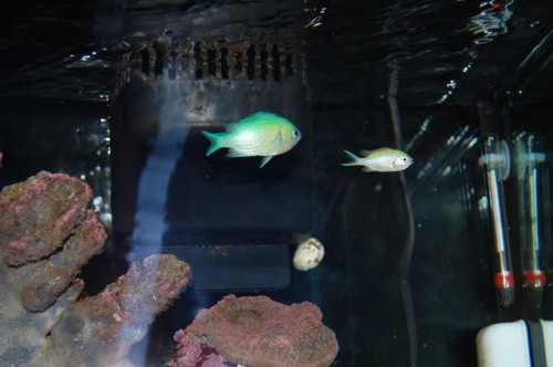 ...og lidt Chromis
