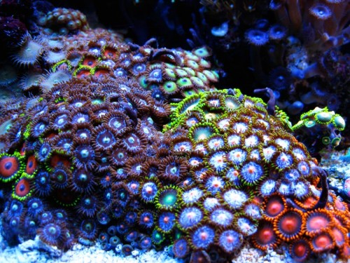zoa_mix8.jpg