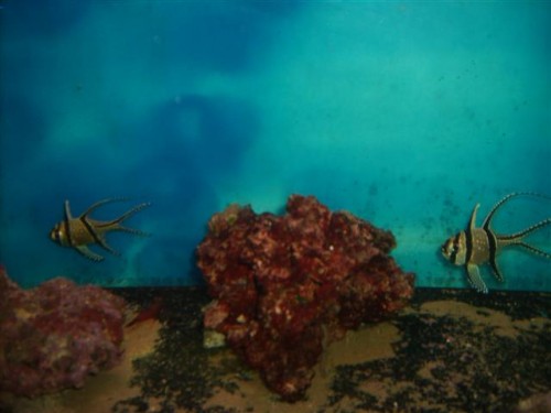 De stolte forældre , hannen er til højre