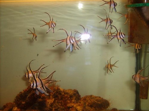 det ene hold er fra 1/11/08