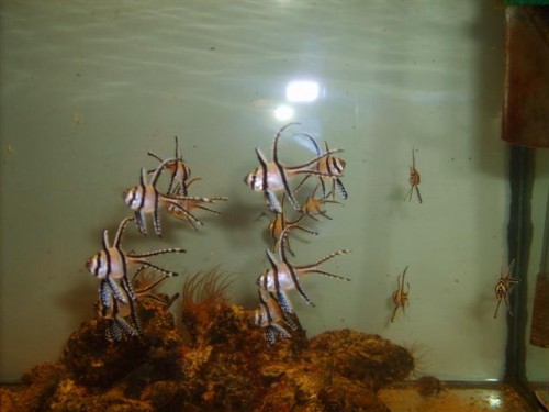 det andet hold er fra 2/12/08