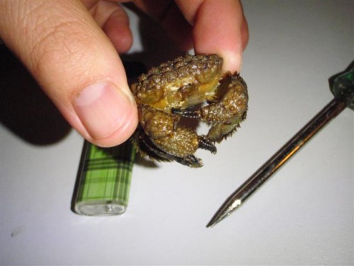 have igen 037 (Small).jpg