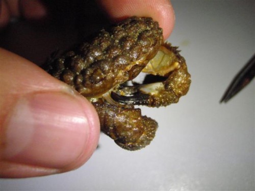 have igen 039 (Small).jpg