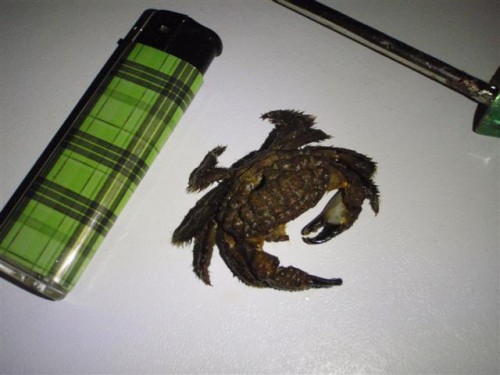 have igen 041 (Small).jpg